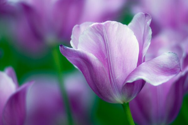 Un tulipano viola in un campo