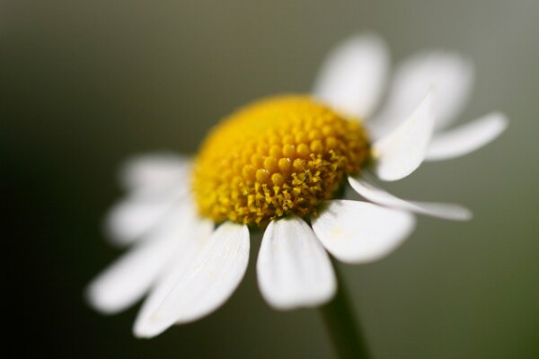 The whiteness of the petals of a lonely daisy