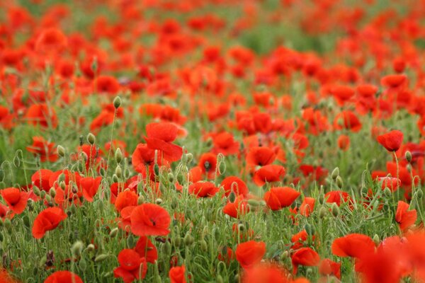 Todo un campo de amapolas rojas en flor