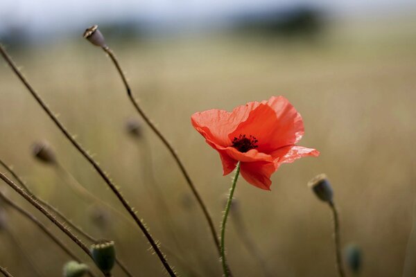 Coquelicot rouge dans le champ