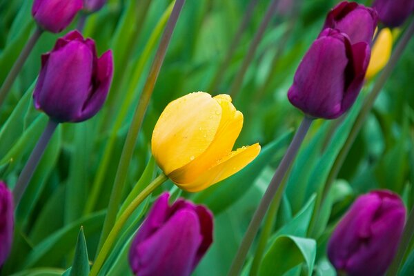 Tulpenknospen in einem leichten Hauch von Wind