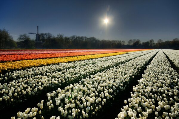 Field of flowers and night sky