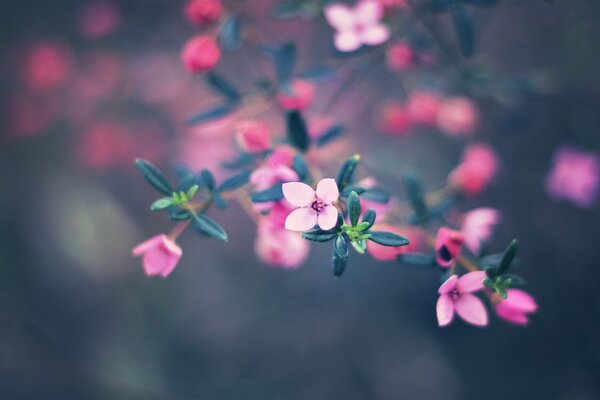 Pink tenderness in bloom