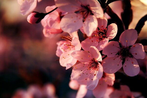 Zweig der japanischen Kirschblüte im Frühling