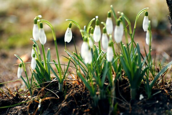 White snowdrops in the rays of the rising sun