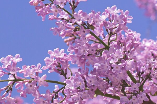 Blooming lilac on a blue sky background in macro