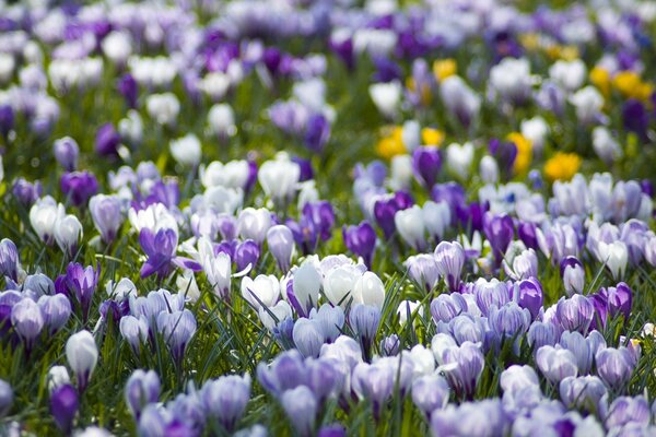 A clearing with white and lilac primroses