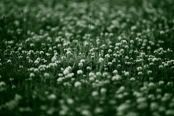 Wildblumen am Sommermorgen