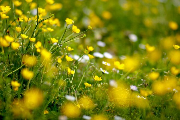 Belles fleurs jaunes dans le champ