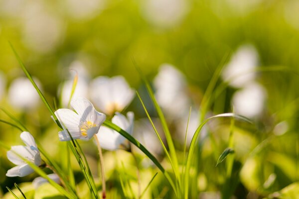 Macro wallpaper nature plants