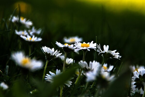 Glade of white and fluffy daisies