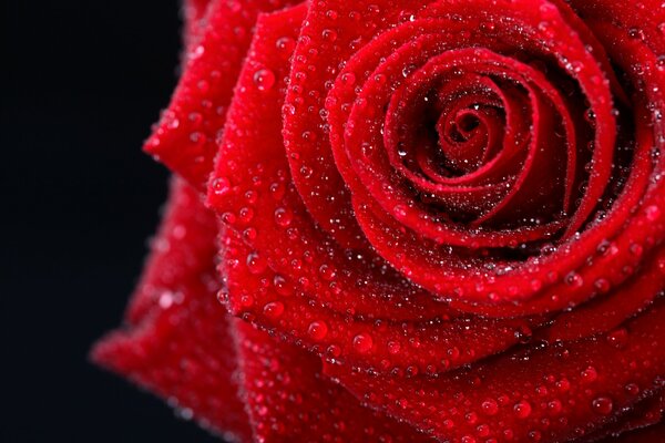 Photo of a red wet rose