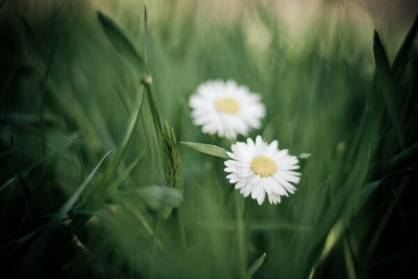 Weiße Gänseblümchen auf verschwommenem Hintergrund