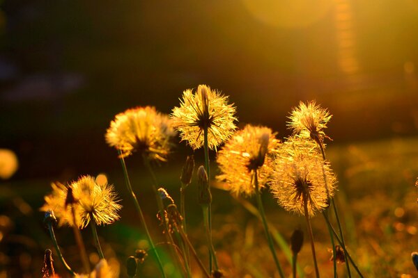 Dandelion flowers in the sun