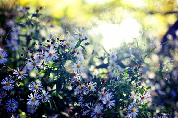 Wildly growing daisies in the forest