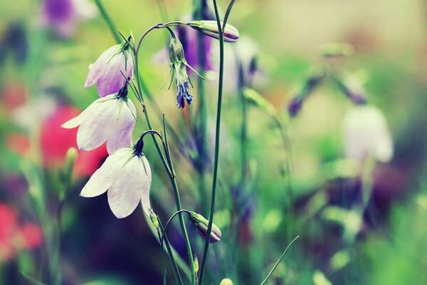 Cute bluebell flowers in the meadow