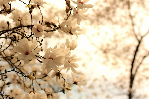 Branches de Magnolia fleurissant au printemps sur fond clair