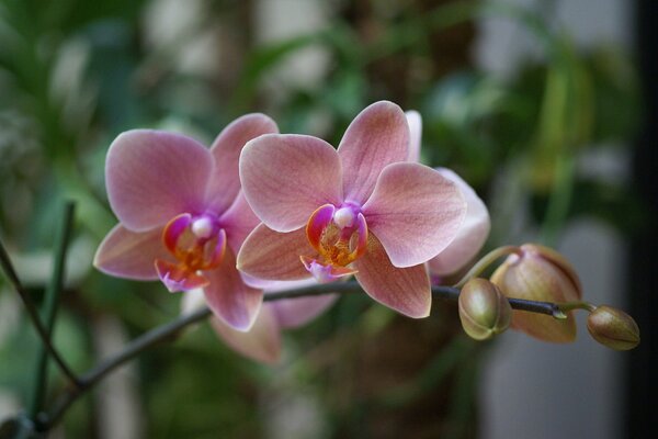 Hermosa orquídea rosa floreció