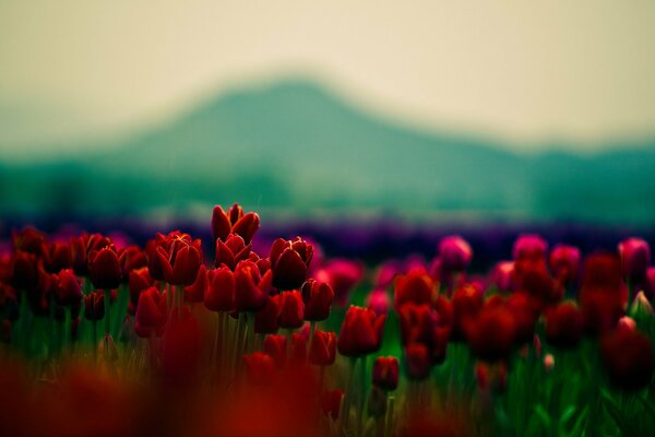 Gros plan de tir de tulipes rouges