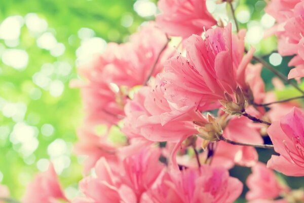 The freshness of spring. Pale pink flowers