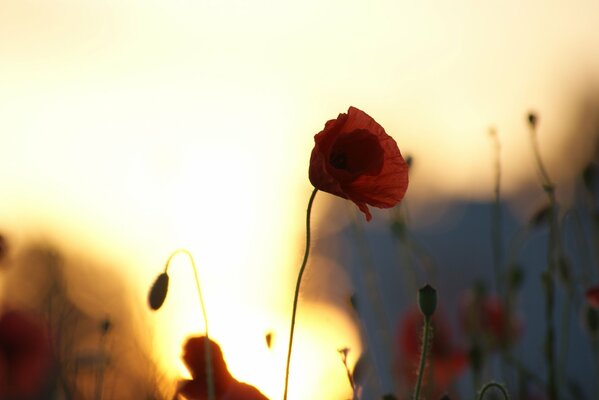 Poppies on the background of sunset