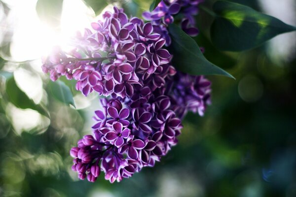 Blooming lilac in the sun