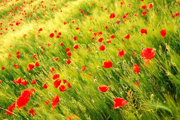 Wild poppy on a green field