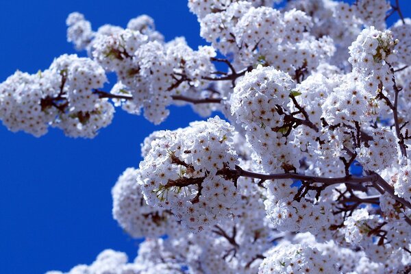 Frühlingsblüte der Bäume am Himmelshintergrund