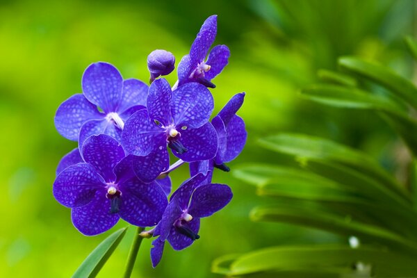 Delicate purple orchids on a green background