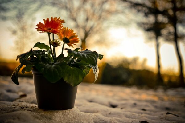 Potted flower on sunset background