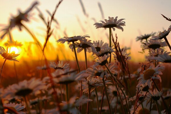 Marguerites dans l herbe des champs au coucher du soleil