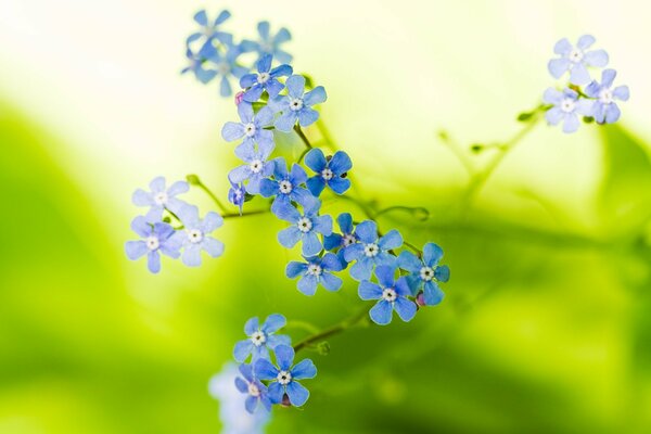 Forget-me-not in macro shooting on a green background