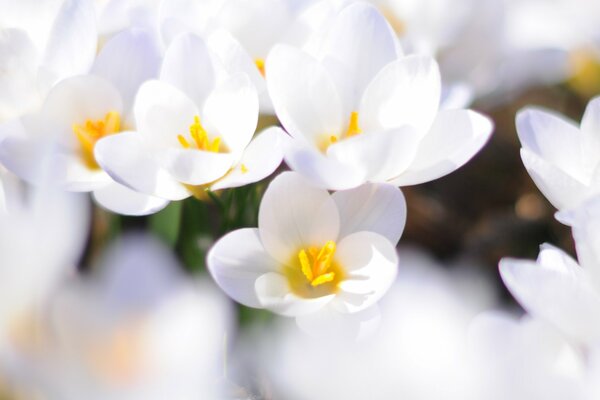 Crocus blancs fleuris au printemps