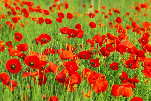 Red buds of poppies in the grass