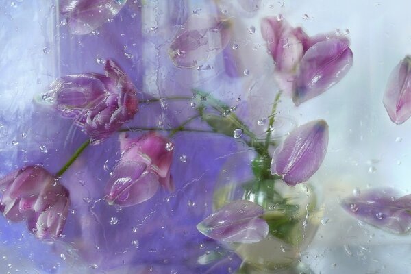 Composition of tulip buds and petals