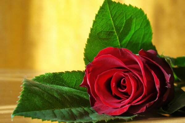 Beautiful red elegant rose