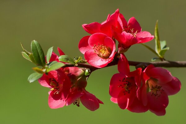 Buds of flowering quince on a branch