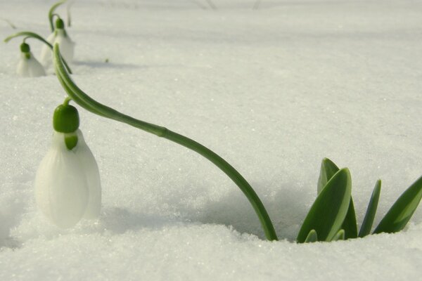 Das erste Schneeglöckchen macht seinen Weg durch den flauschigen Schnee