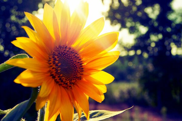 Sunflower on the background of the sun rays