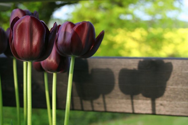 Tulipany kolory Bordeaux niezwykłość