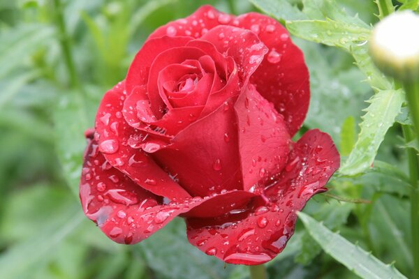 Rose écarlate du matin dans la rosée