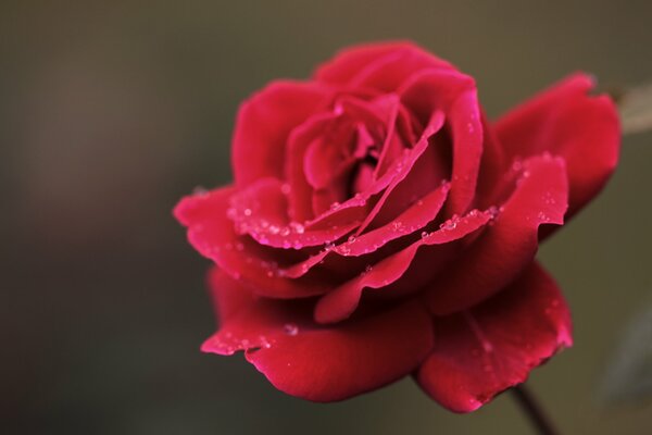 Rose rouge avec des gouttes d eau