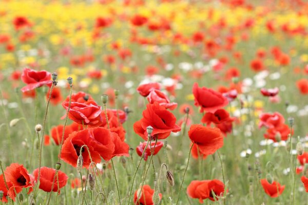 Das Feld ist mit roten Mohnblumen übersät