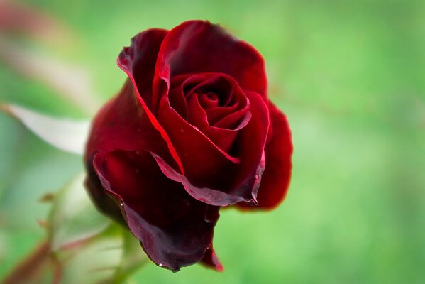 Reina de las flores rosa roja