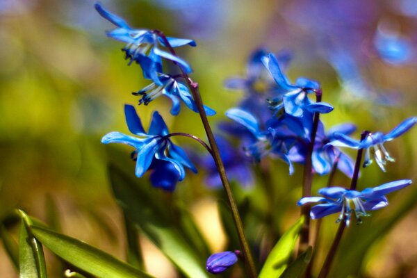 Riprese macro di primule blu