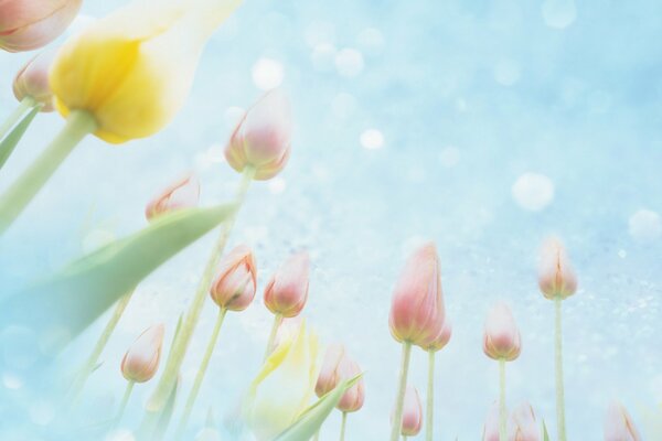 Tulipanes de sombra suave en el campo