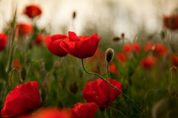 An endless field of scarlet poppies