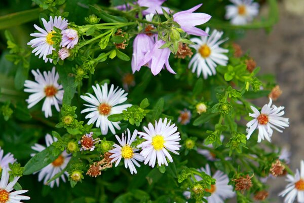 Strauß weißer Gänseblümchen und Veilchen