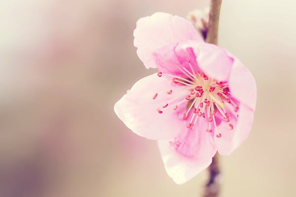 A pale pink flower on a stem