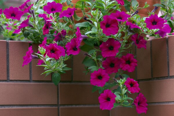 Jede Petunie in einem Topf oder Korb wird den Garten schmücken